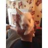Bramley Rabbit Rescue