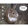 Warwickshire Rabbits & Guinea Pigs S.O.S