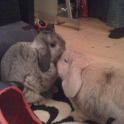 Pudding and Honey sharing some bunny licks