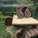 Nosy and Spike from Warren Bunny Boarding show us how rabbits need lots of space and height in their run