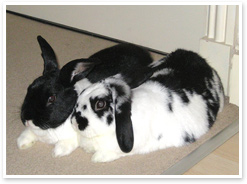 Bailey and Daisy - bonded rabbits