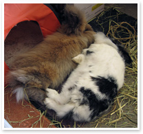 Lily and Billy - bonded rabbits