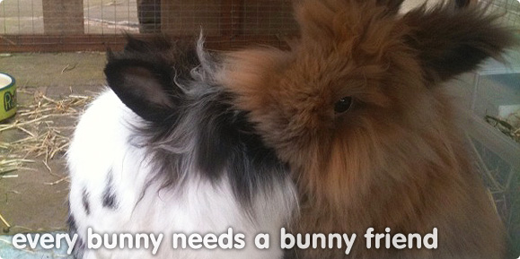 Bunnies need a friend
