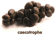 caecotrophes