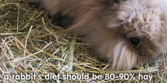 A rabbit's diet is 80-90% hay