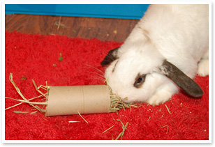 Toilet roll stuffed with hay makes a fun toy