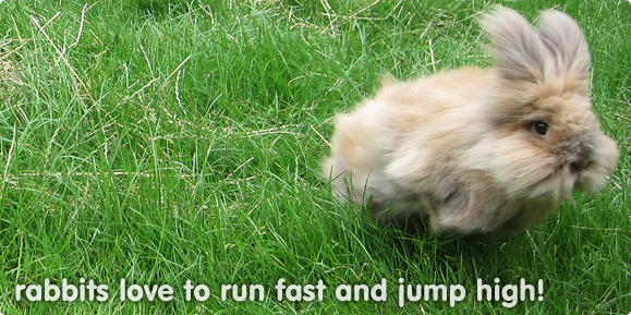 Rabbits need space to exercise