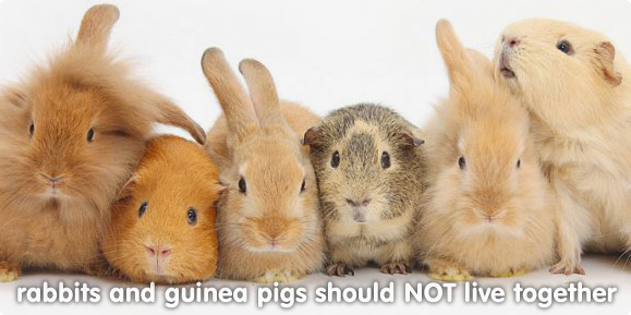 Rabbits and guinea pigs shouldn't live together