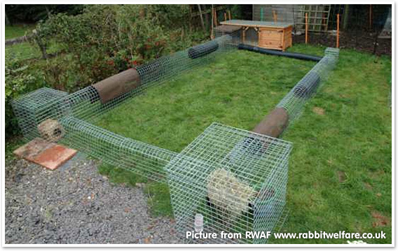 Runaround - RWAF www.rabbitwelfare.co.uk