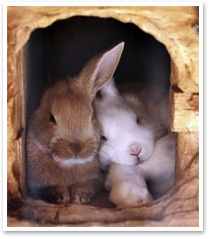 Rabbits are warmer in pairs