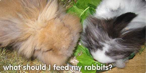 What do rabbits eat?