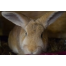 All Ears Rabbit Sanctuary