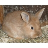 Tameside Rabbit and Guinea Pig Rescue