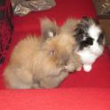 Lily and Billy on the settee waiting for food