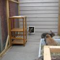 The rabbits can access the run from the shed via a catflap