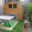 Shed #3 with run attached (and guard dog!)