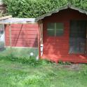 The bunnies are keeping the lawn trim in this run with attached shed!