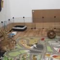 Bunny's playroom