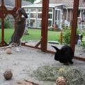 The bunnies in Shed #2 have a view of the humans' hutch!