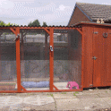 Secure shed with run attached - lots of room to jump!