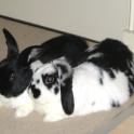 Bailey and Daisy from Bunnyhugga