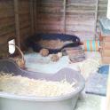 Inside another shed complete with catflap, and dog baskets full of hay