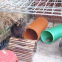 Midnight and Alfie show us how free pipe from a builders merchant doubles up as a bunny tunnel