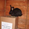 Midnight demonstrates the ever popular cardboard box!