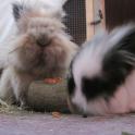 Lily and Billy spend hours chasing Carrot Woodrolls (from the Boredom Breakers range) around the floor trying to get the middle out!