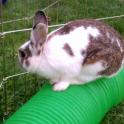 Charles loves plastic tunnels - great for hiding in, racing through, resting in or hopping on! Waiting for a home at Ventura County Animal Shelter in Camarillo, CA