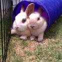 Adam & Owen love their tunnel - waiting for a home at Ventura County Animal Shelter in Camarillo, CA