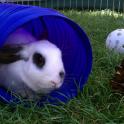 Rabbits love throwing pine cones around, and anything else they can grip with their teeth! This is Flower - available to adopt from Ventura County Animal Shelter in Camarillo, CA