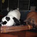 Ellfie and Archie play with a Willow stick - safe wood for buns to chew on, nom nom nom!