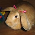 Caska has colourful wooden toys in her hutch to throw around