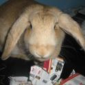 Caska loves ripping up catalogues! (Choose papers that aren't too inky)