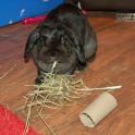 Moopy says hay out of a DIY toy is much more fun!