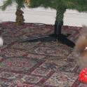 Billy and Lily join in when unwrapping presents! They love playing with/ throwing/ ripping Christmas paper (despite their unimpressed faces!)