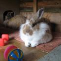 Rafferty and Lily with a collection of rabbit-safe rattles and bells