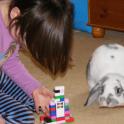 Nibbles brings his own toys along to play with his friend!