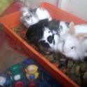 Ezra, Tiggy, Tansy and Gus at Camp Nibble Rabbit Rescue