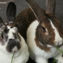 The 5-year-old English spot to the left is Blanket Bunny and the brown 7 and a half-year-old Dutch on the right is Babee Bunny!