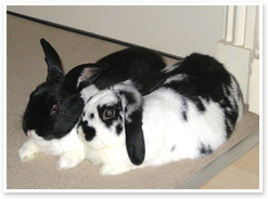 Why Every Rabbit Needs A Friend Rabbits Need Company And Should Live In Pairs