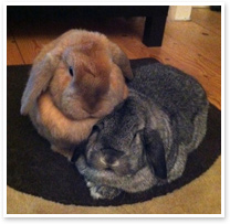 Pudding and Honey - bonded rabbits