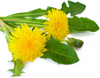 Dandelion leaves