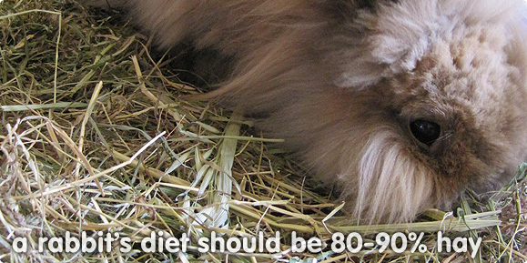 hay for bunnies Why is Hay So Important for a Rabbit'S Diet