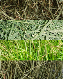 Hay and grass for rabbits