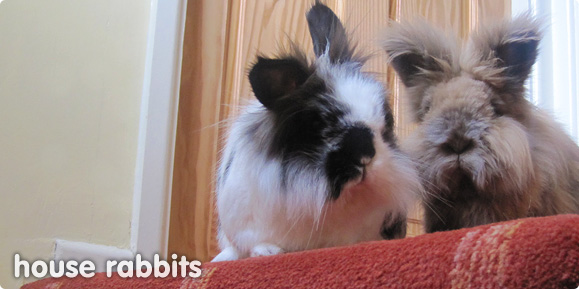 House rabbits, Can rabbits live indoors?