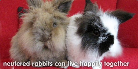 male and female rabbits living together