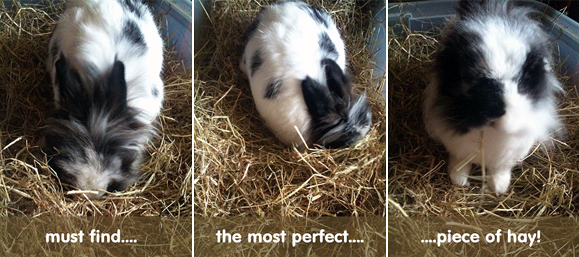 Billy eating hay