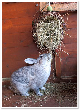 Rabbit eating hay